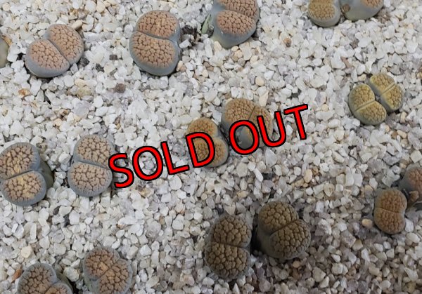 画像1: verruculosa 'Verdigris' ex SH/2H【25-9】