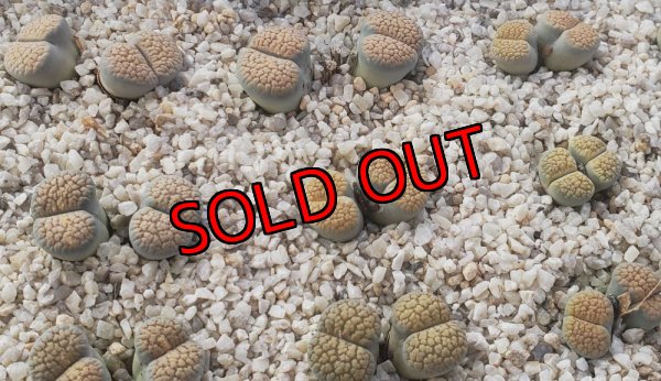 画像2: verruculosa 'Verdigris' ex SH/2H【25-9】