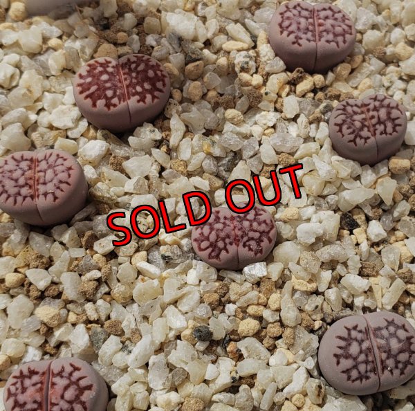 画像2: julii subsp. julii 'Yukari'【25-9】