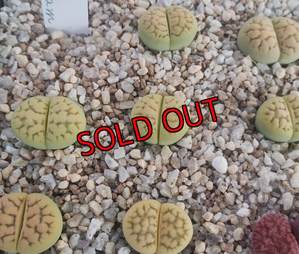 画像1: C398A sub sp eberlanzii Avocado Cream【25-9】