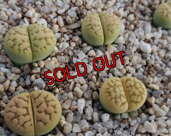 画像2: C398A sub sp eberlanzii Avocado Cream【25-9】