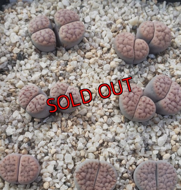 画像2: C192  schwantesii ssp. schwantesii var. rugosa 【25-9】