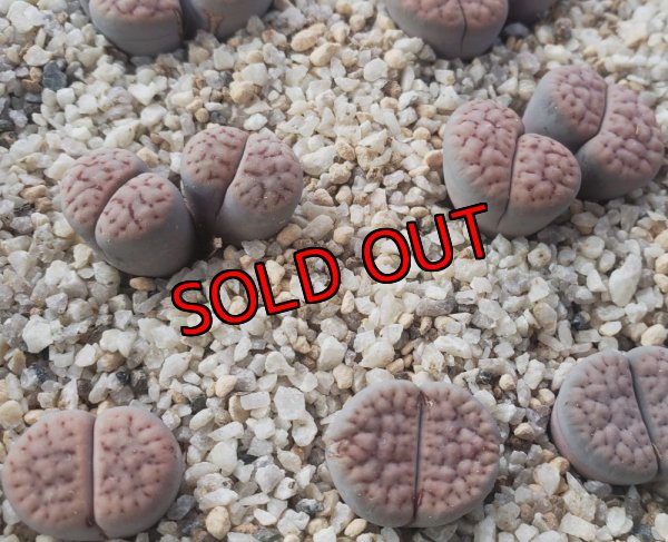 画像1: C192  schwantesii ssp. schwantesii var. rugosa 【25-9】