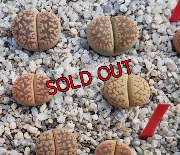 画像1: gensineae v. annae C78  花輪玉【25-9】