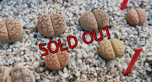 画像2: gensineae v. annae C78  花輪玉【25-9】