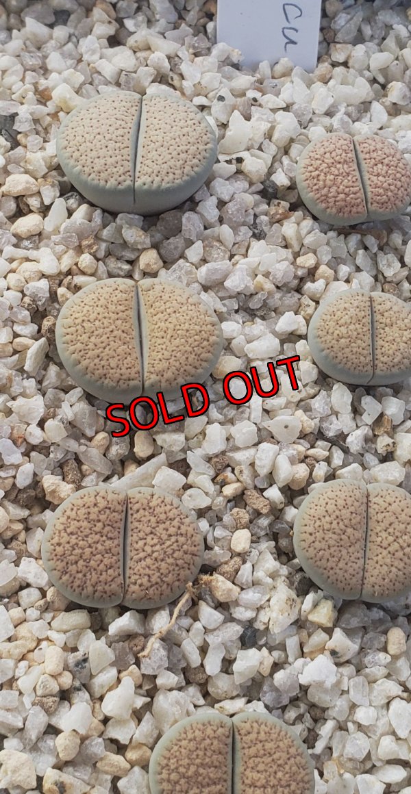 画像1: exC129 sand storm【25-9】