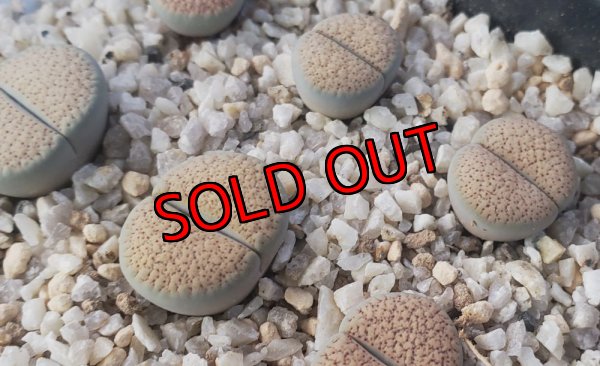 画像2: exC129 sand storm【25-9】