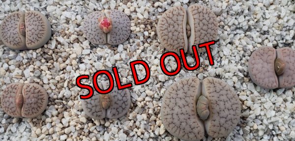 画像2: C72 ssp. dendritica瑞光玉【25-9】