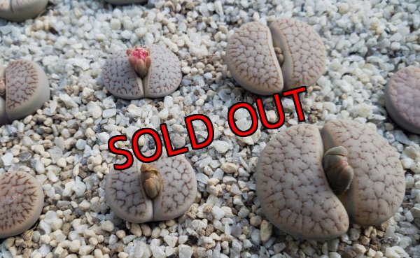 画像1: C72 ssp. dendritica瑞光玉【25-9】