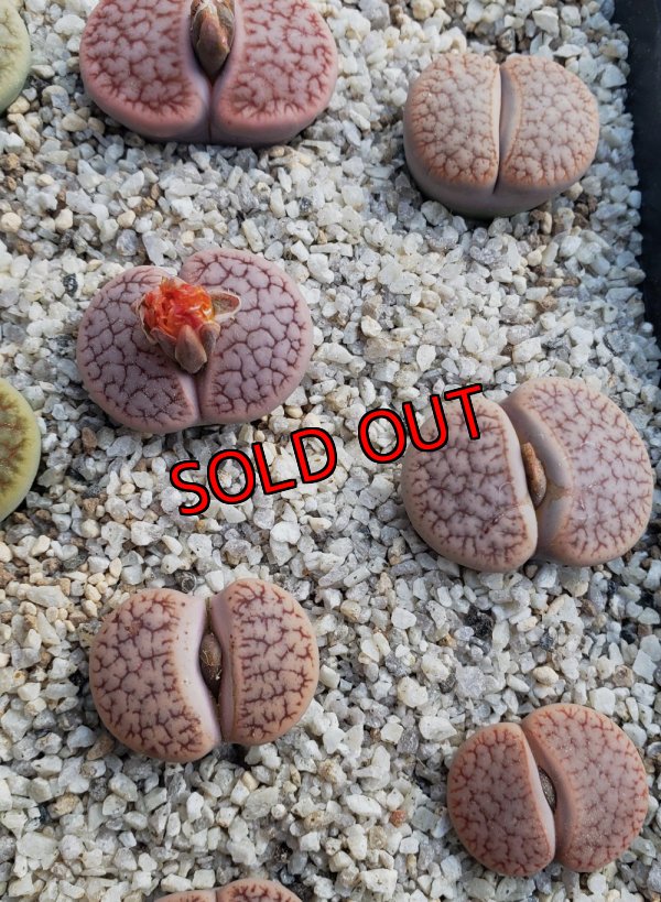 画像1: C73 ssp. dendritica瑞光玉【25-9】