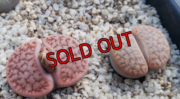 画像2: C73 ssp. dendritica瑞光玉【25-9】