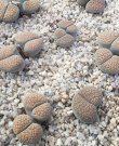 画像1: C129 verruculosa v. verruculosa/2H【25-9】