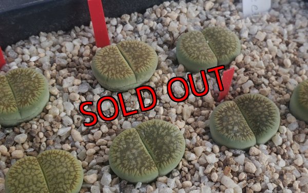 画像1:  Gariep Juweel /旧名:Green River【25-9】