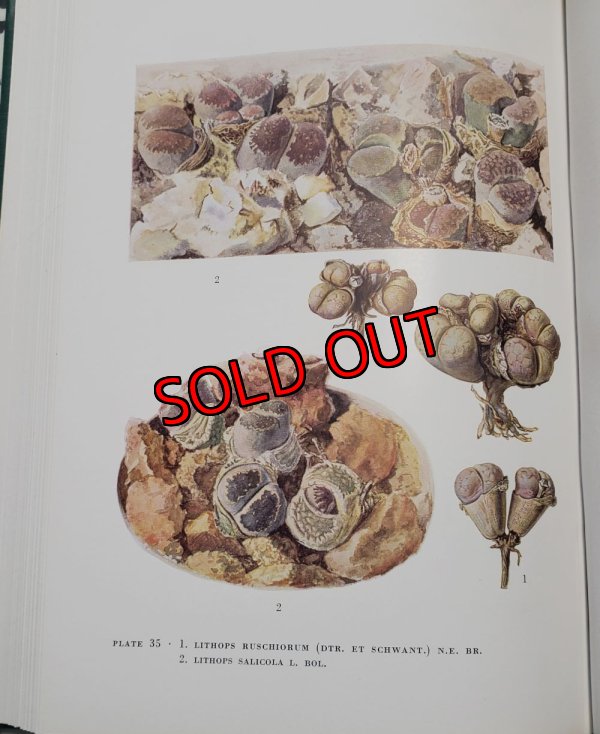 画像3: Lithops~GC NEL〜書籍