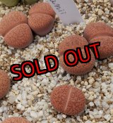 画像:  C16 koelemanii 赤陽玉【26-1】