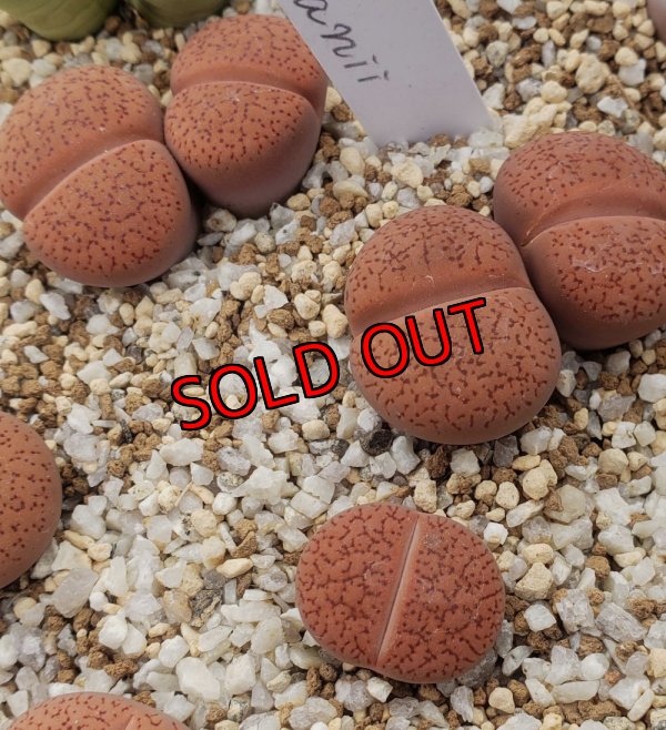 画像1:  C16 koelemanii 赤陽玉【26-1】