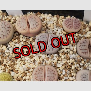 画像:  var. gracilldelineata,streyi C373【26-1】