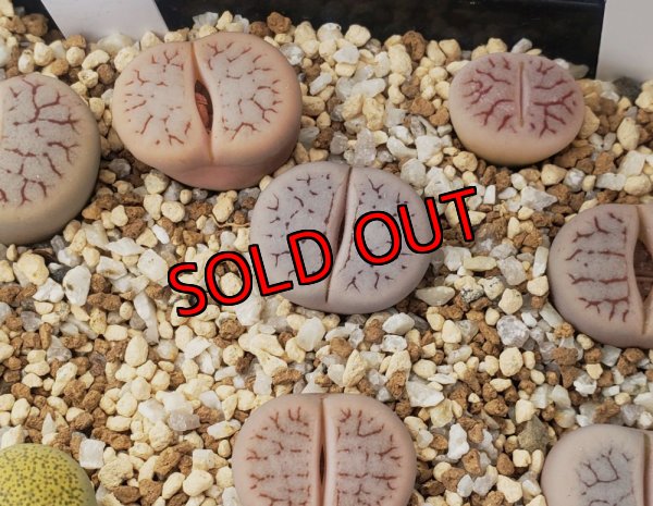 R7 12/30 写真差し替えてます