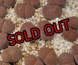 画像: C204 rubrobrunnea 紫褐紫勲 【26-1】