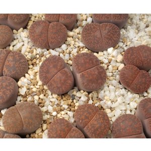 画像: C204 rubrobrunnea 紫褐紫勲 【26-1】