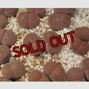 画像: C204 rubrobrunnea 紫褐紫勲 【26-1】