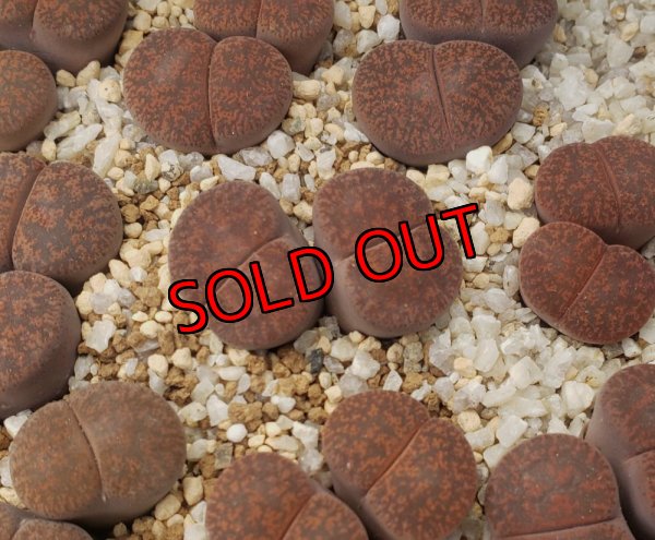 画像1: C204 rubrobrunnea 紫褐紫勲 【26-1】