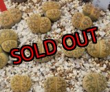 画像:  Pietersgreen ex. C30 【26-1】