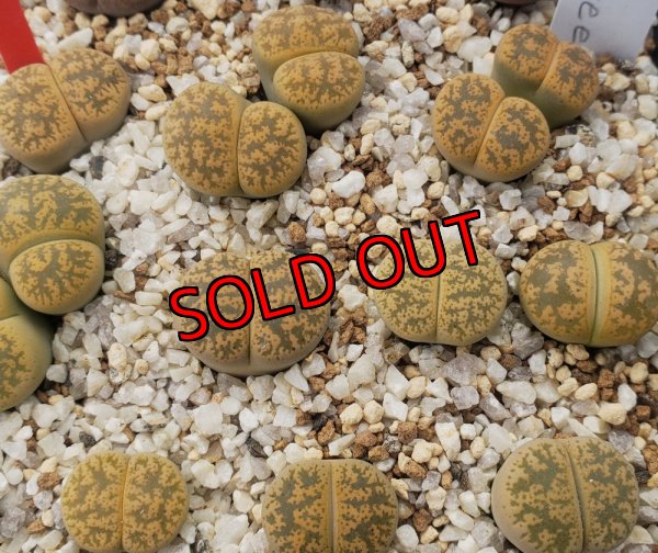 R7 12/29 写真差し替え