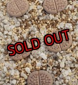 画像: C45 halliii 【26-1】