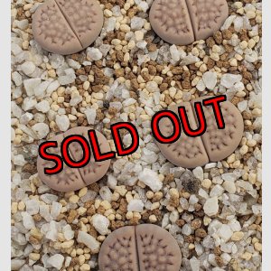 画像: C45 halliii 【26-1】