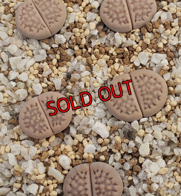 画像1: C45 halliii 【26-1】