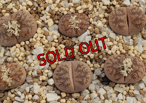 画像1: C396 coleorum【26-1】