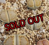 画像: Green Stitch  ex.C216【26-1】