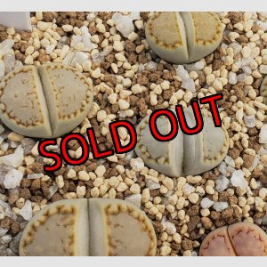 画像: Green Stitch  ex.C216【26-1】