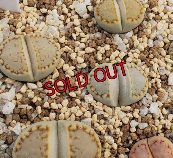 画像1: Green Stitch  ex.C216【26-1】