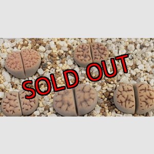 画像: C147 karasmontana ssp. eberlanzii 【26-1】