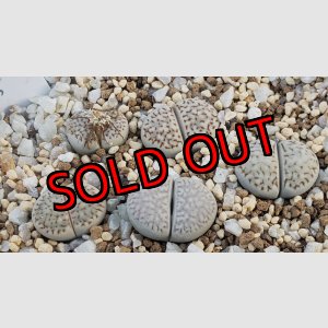 画像: Freckled Friend T.S【26-1】