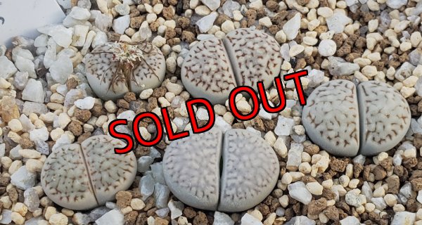 画像1: Freckled Friend T.S【26-1】