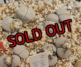 画像:  C410 amicorum/2H【26-1】