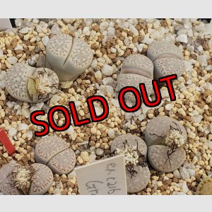 画像:  C410 amicorum/2H【26-1】