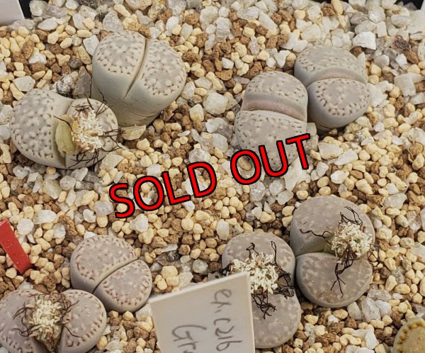 画像1:  C410 amicorum/2H【26-1】