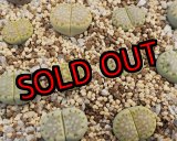 画像: SH Fullergreen【26-1】