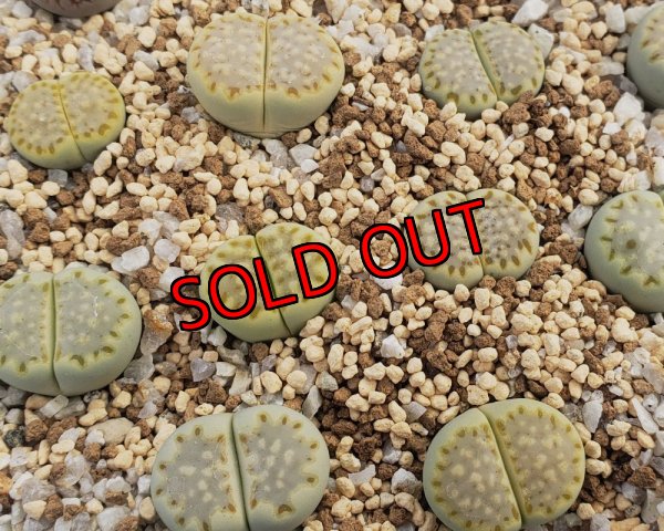 画像1: SH Fullergreen【26-1】