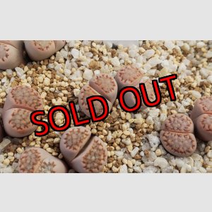 画像: C217  julii ssp. fulleri v. rouxii/2H　【26-1】