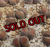 画像: C230A deboeri/2H　【26-1】