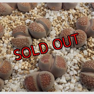 画像: C230A deboeri/2H　【26-1】