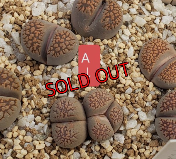 画像2: C231 ssp deboeri/2H　【26-1】