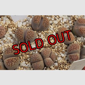 画像: C231 ssp deboeri/2H　【26-1】