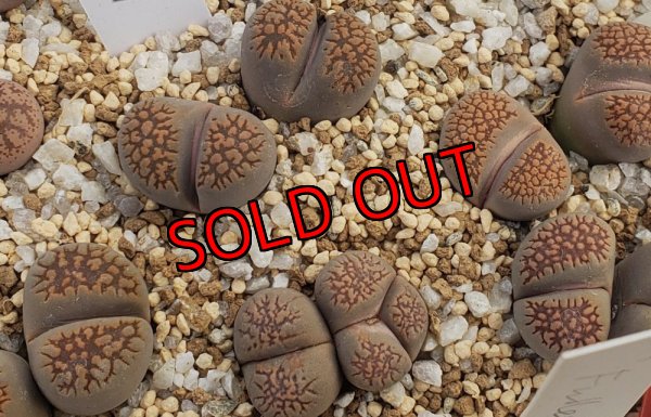 画像1: C231 ssp deboeri/2H　【26-1】