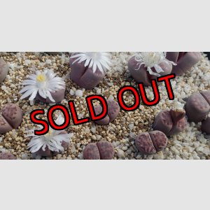 画像:  Purper` ex. C369A【26-1】